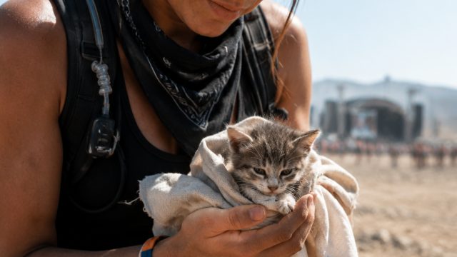 Desert Rescue: How a Music Festival Worker Saved a Kitty's Life